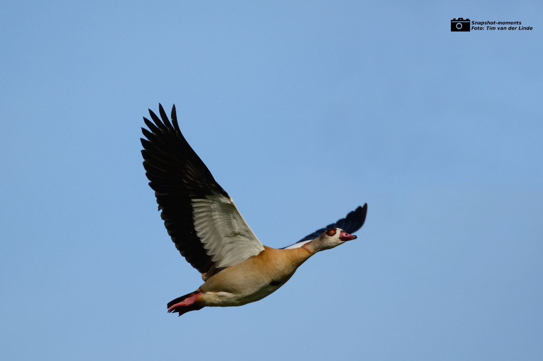 Nilgans