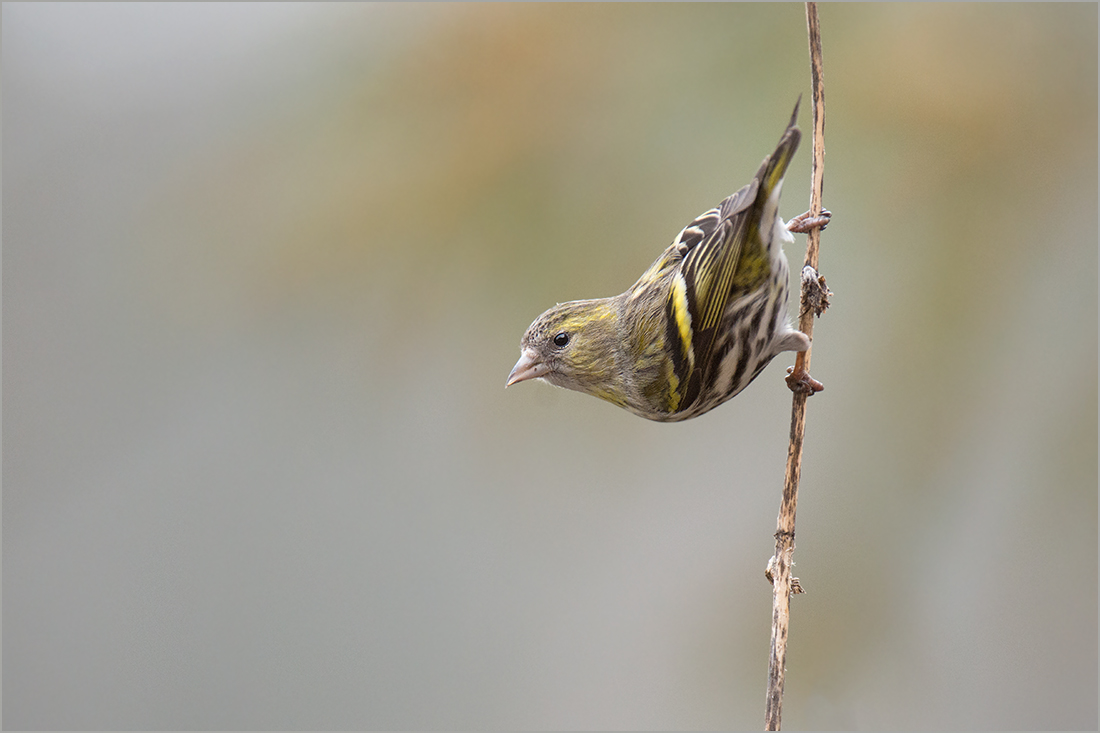 Erlenzeisig (Carduelis spinus)