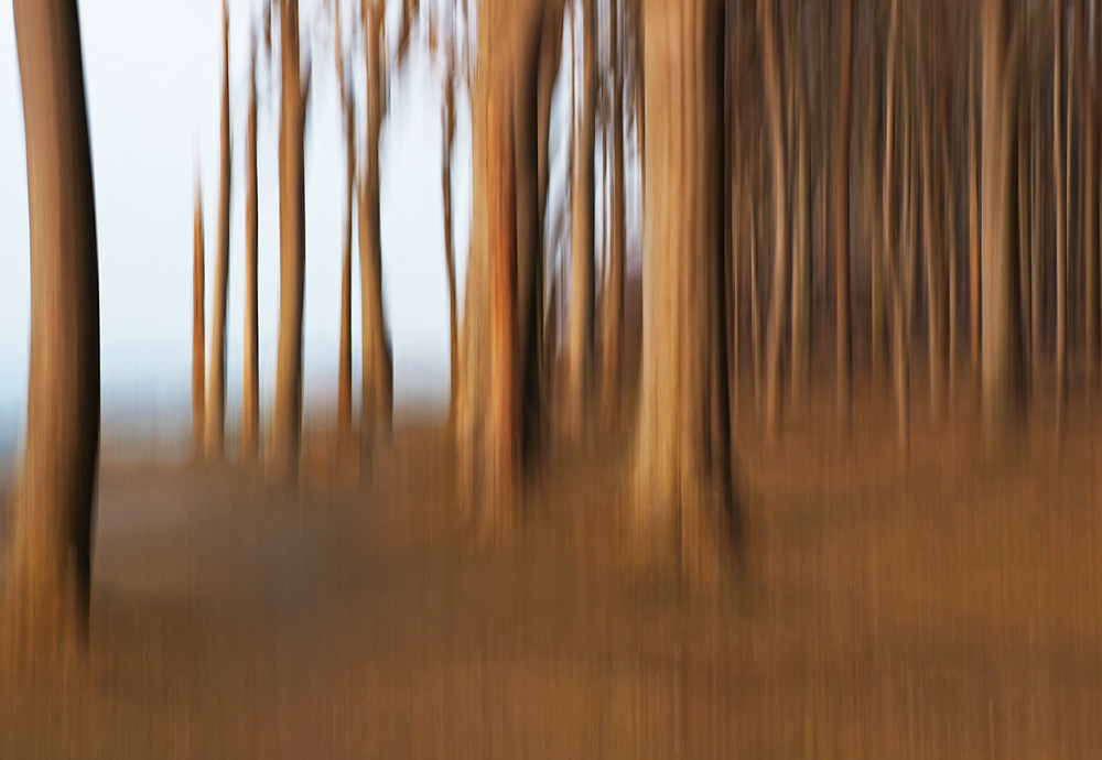 Meereswald ... seid gegrüßt.