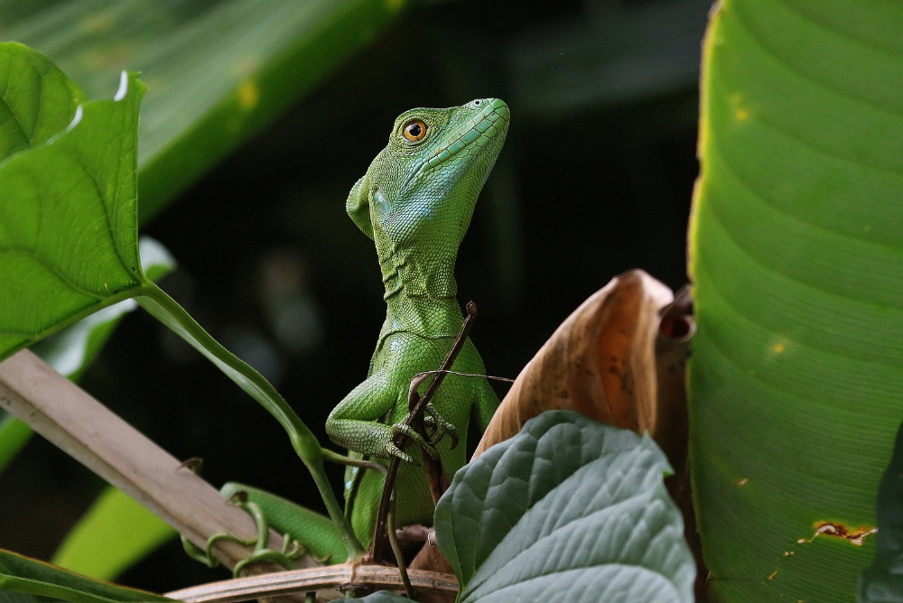 grüner Basilisk