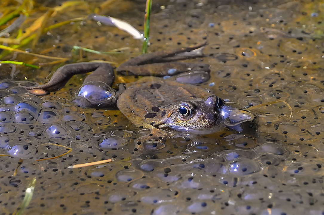 Ein Grasfrosch hütet den Laich