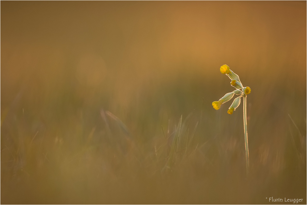 ~ Schlüsselblume ~