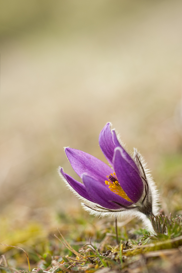 Pulsatilla...