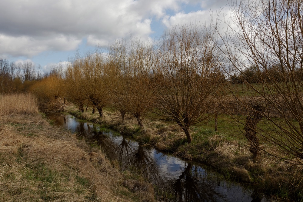 Kopfweiden im Frühling