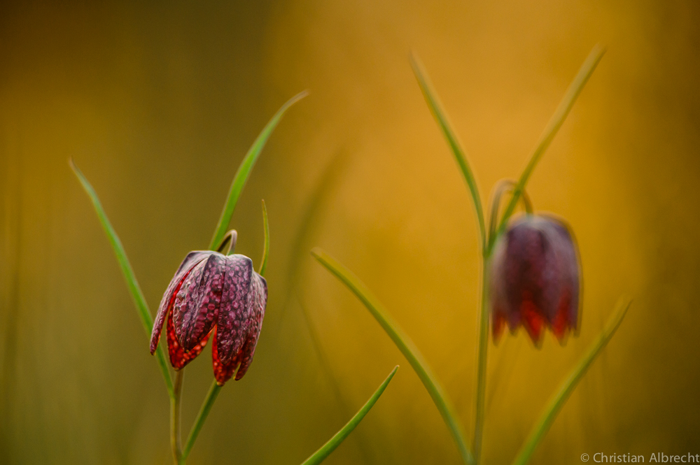 Schachbrettblume