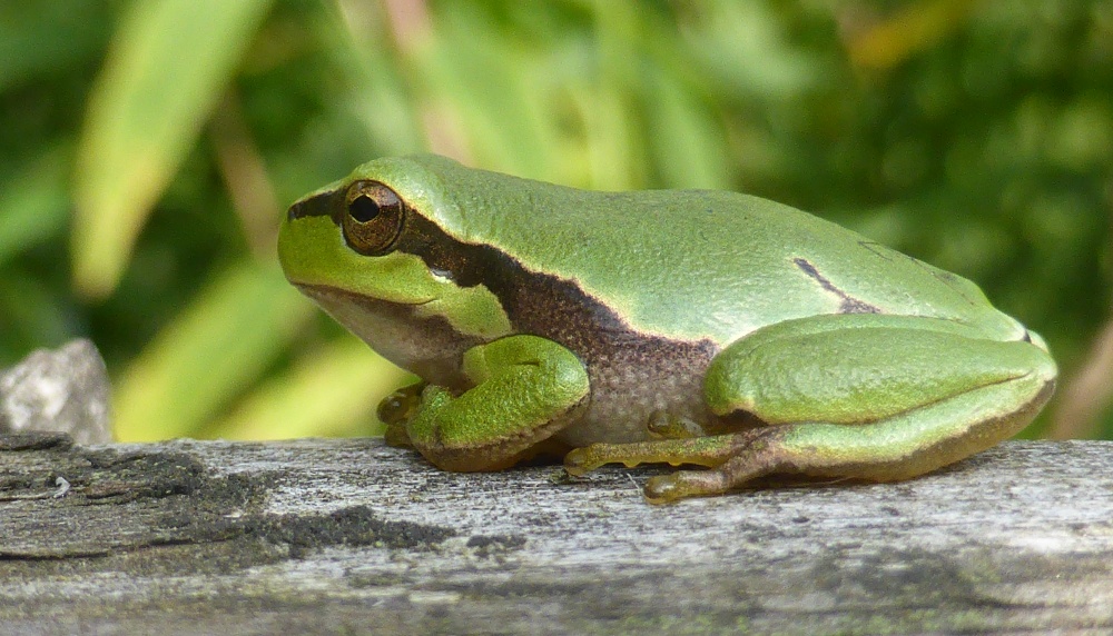 Laubfrosch