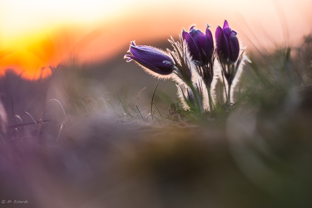 Küchenschellen im Abendlicht