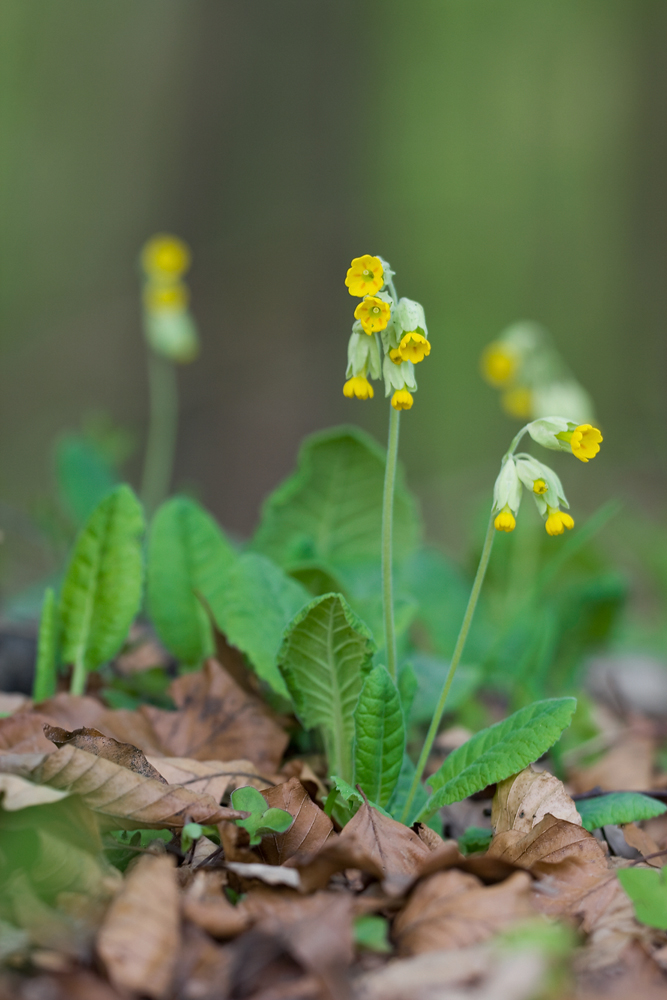 Waldprimel oder auch Schlüsselblume