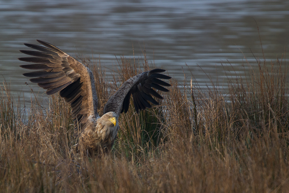 Seeadler