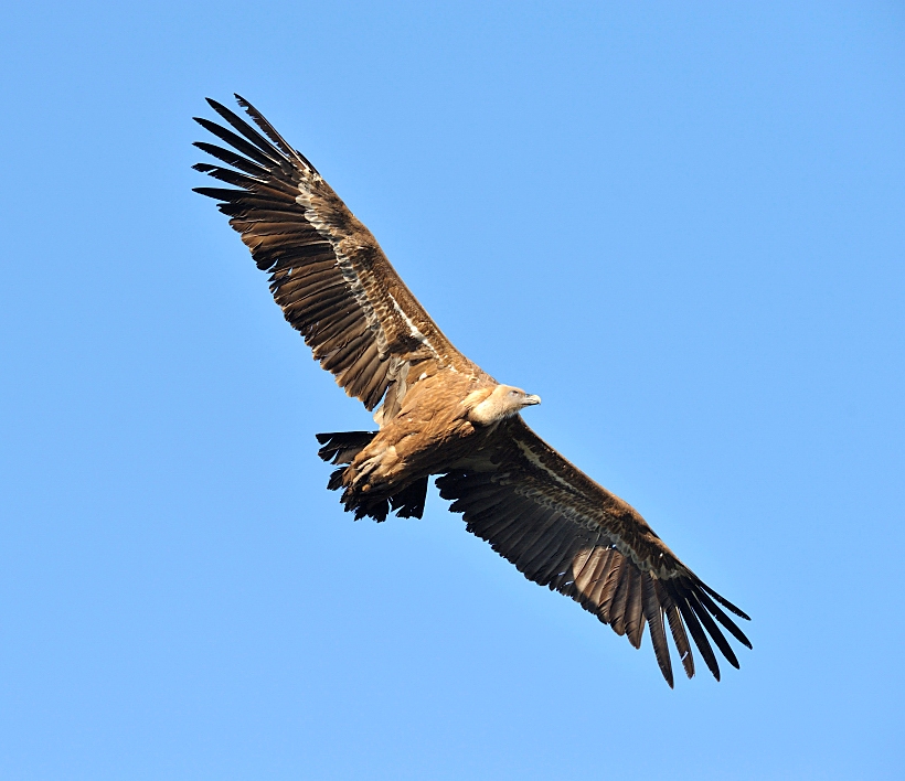 Gyps vulvus - Gänsegeier - ND - Extremadura