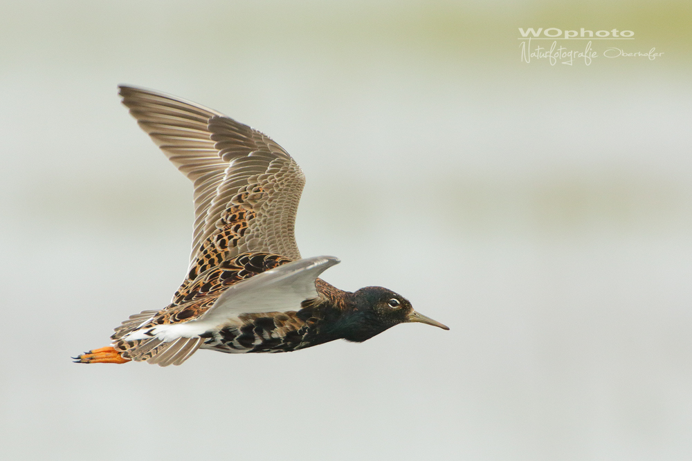 Kampfläufer - (Philomachus pugnax)