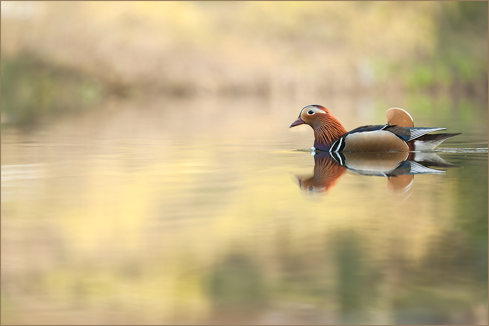 Mandarinente (Aix galericulata) ♂