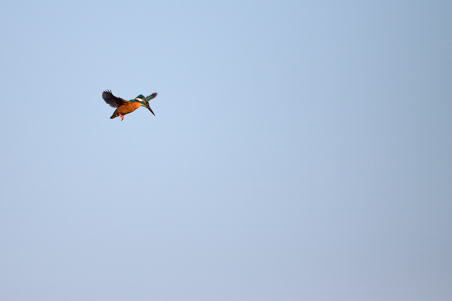 Eisvogel (im Rüttelflug)