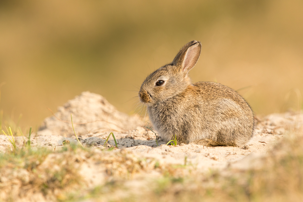 Wildkaninchen