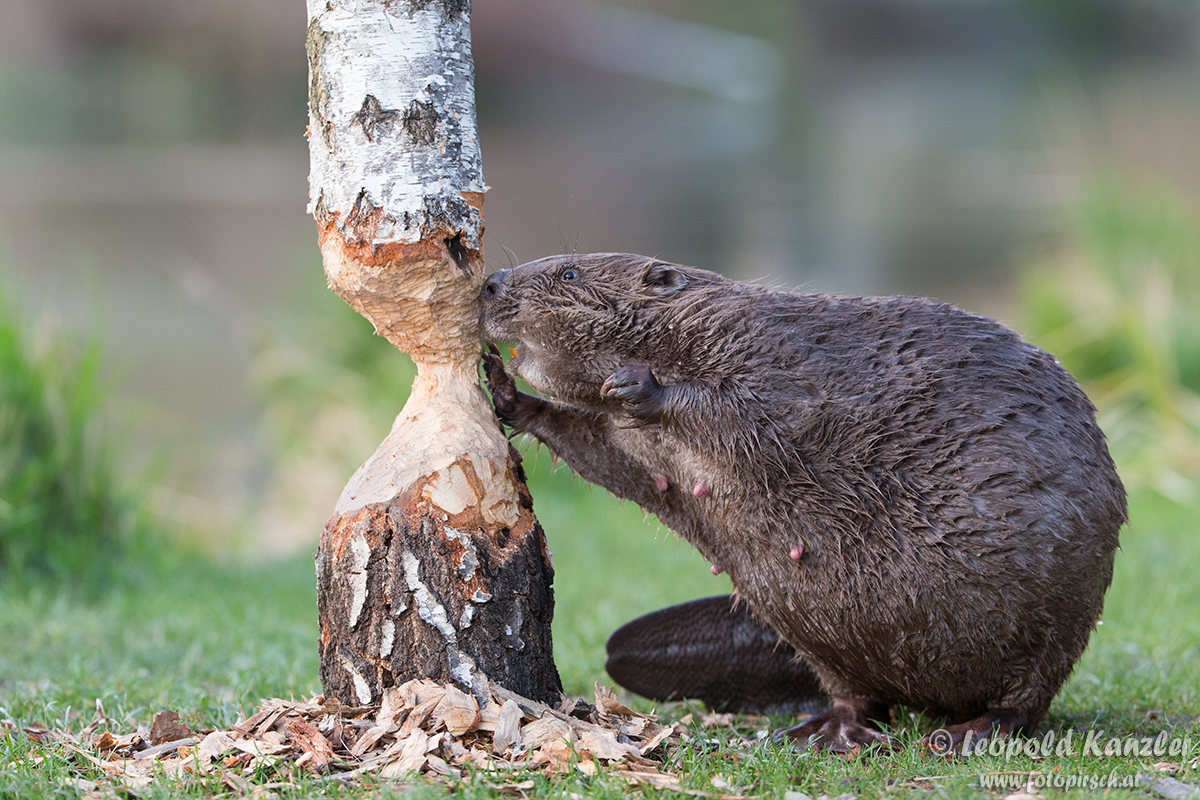 Die neue im Biberrevier (Forum für Naturfotografen)