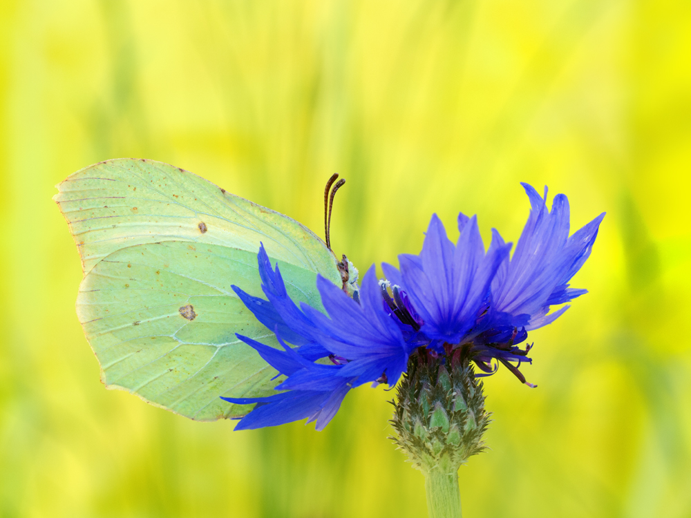 Gonepteryx rhamni