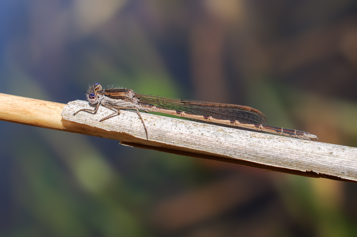 Common Winter Damselfly