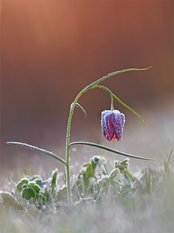 Schachbrettblume im Raureif