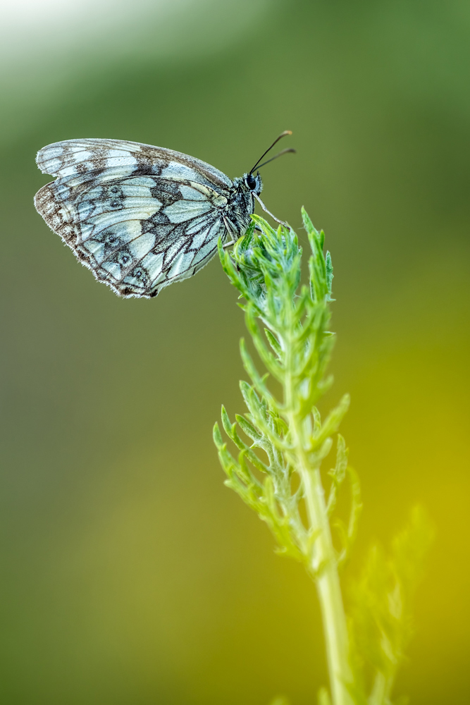 Schachbrettfalter