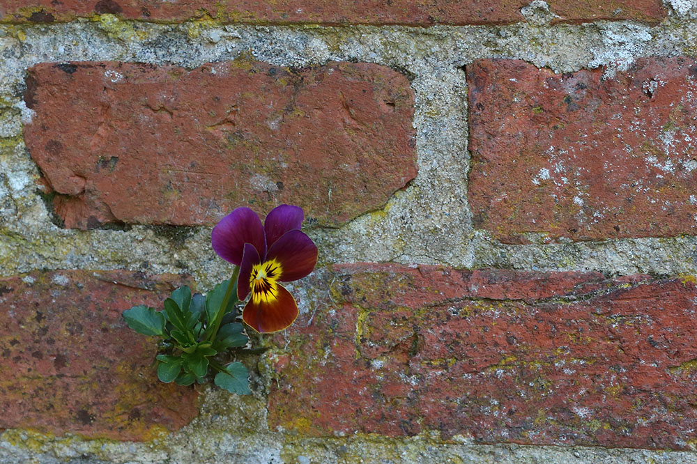 Mauerblümchen