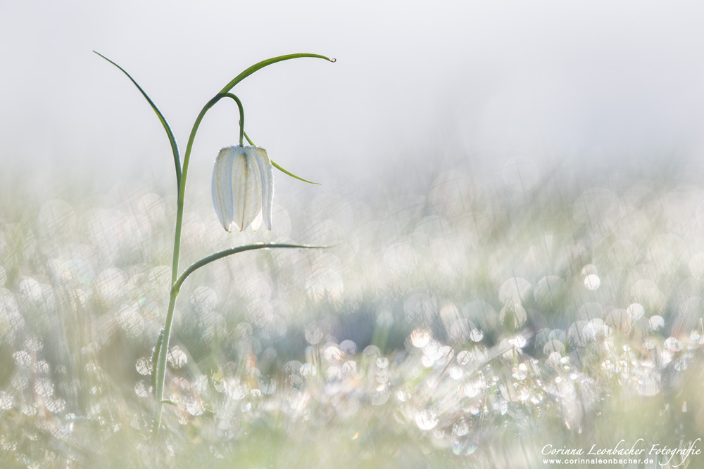 GLITZERMORGEN