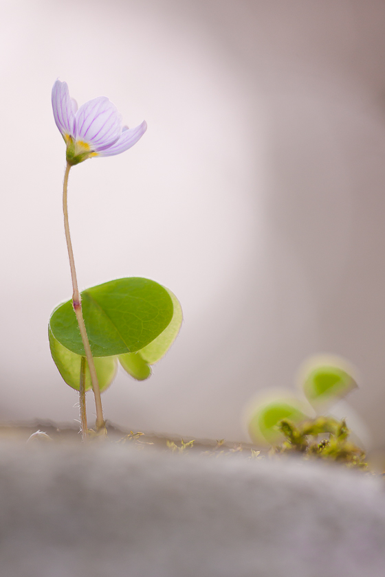 Sauerklee (Oxalis acetosella)