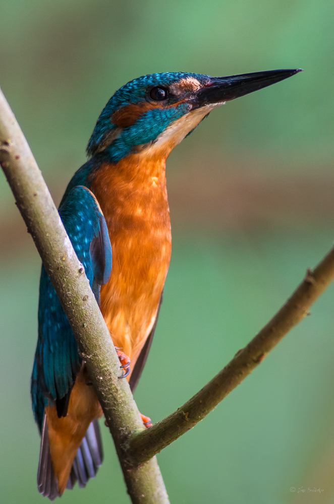 Eisvogel