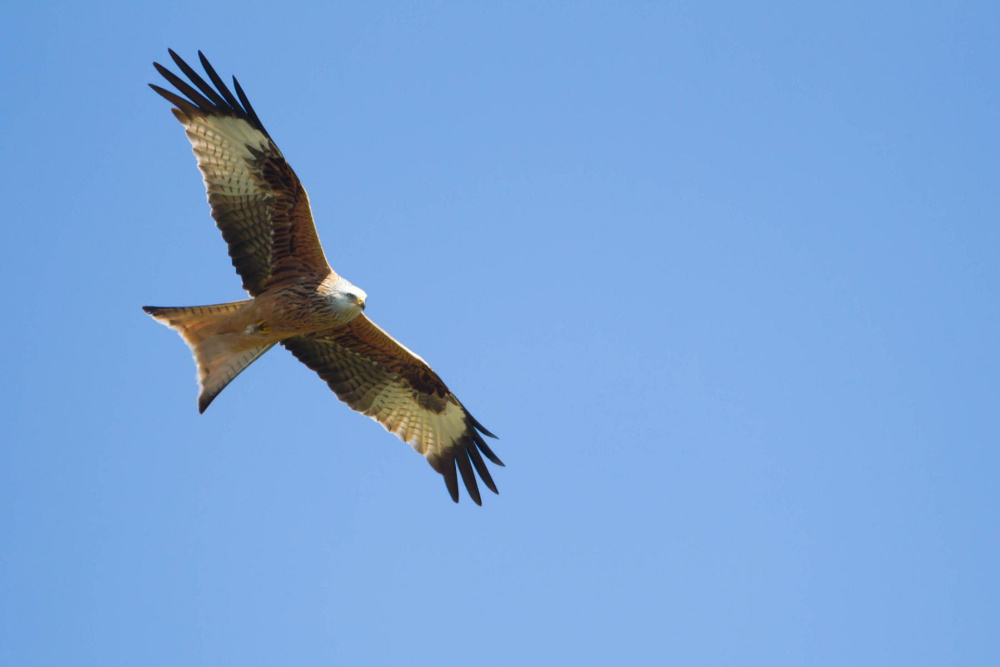 nur fliegen ist schöner