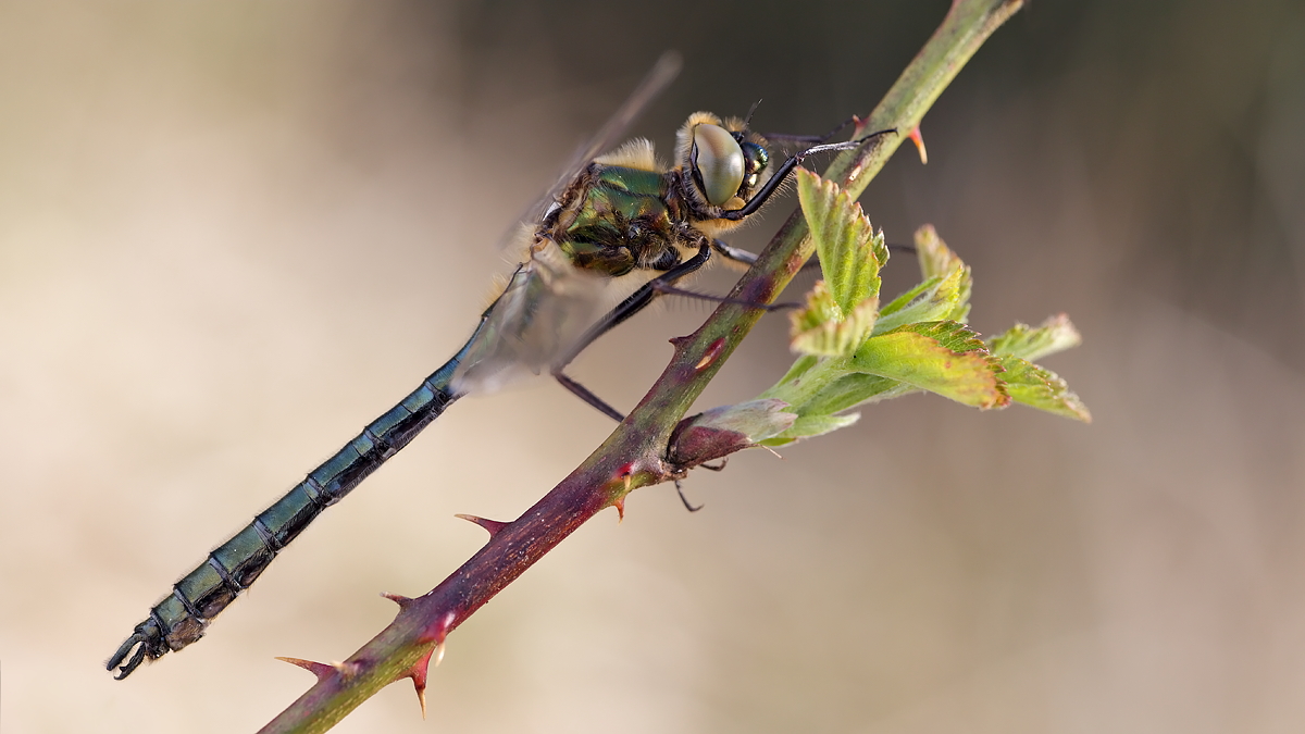 Falkenlibelle