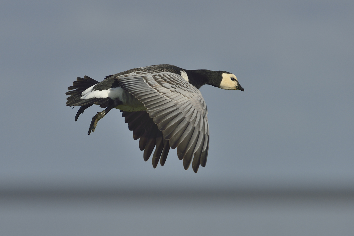 Nonnengans (branta leucopsis)