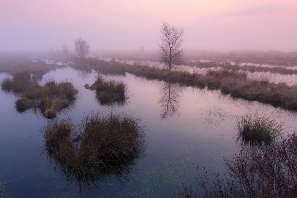 Morgens im Moor...