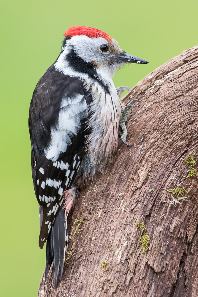 Mittelspecht (Leiopicus medius)