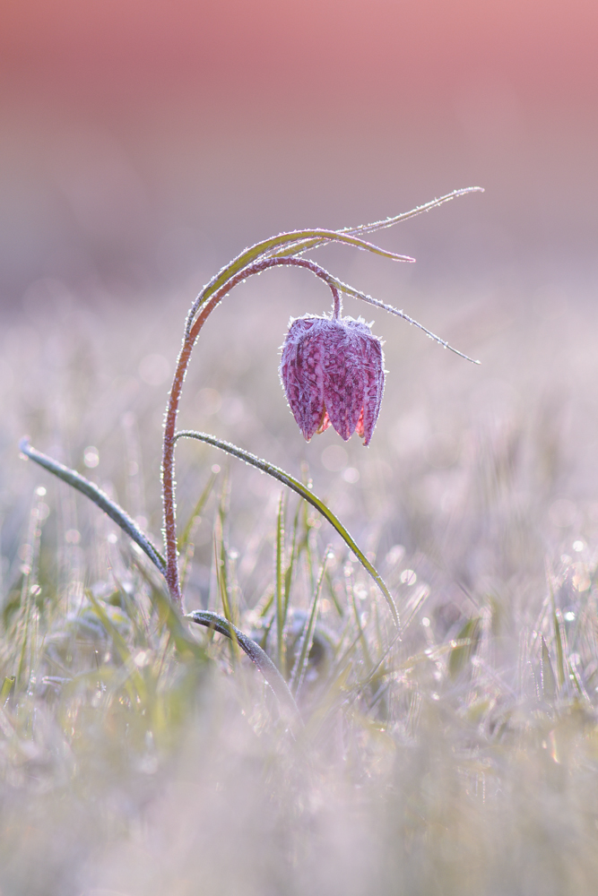 Eiskalter Morgen auf der Schachblumenwiese