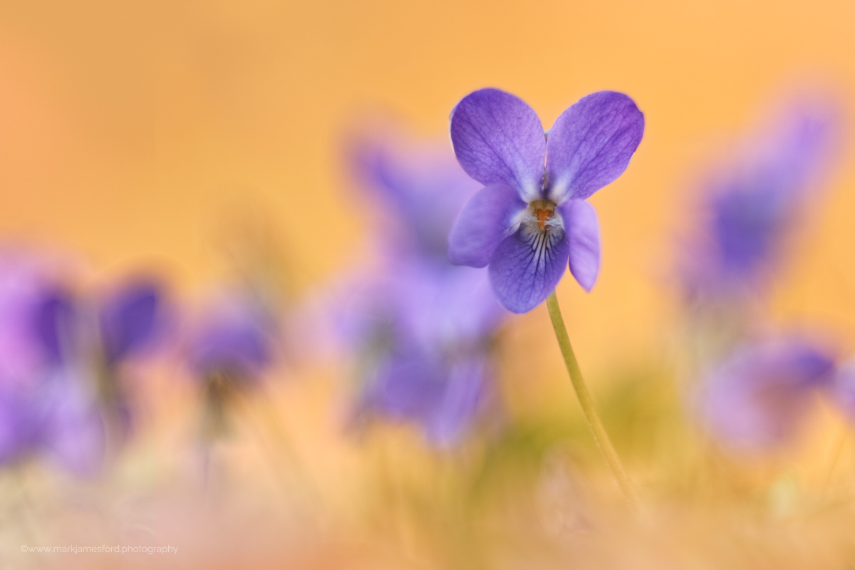 Evening Violets