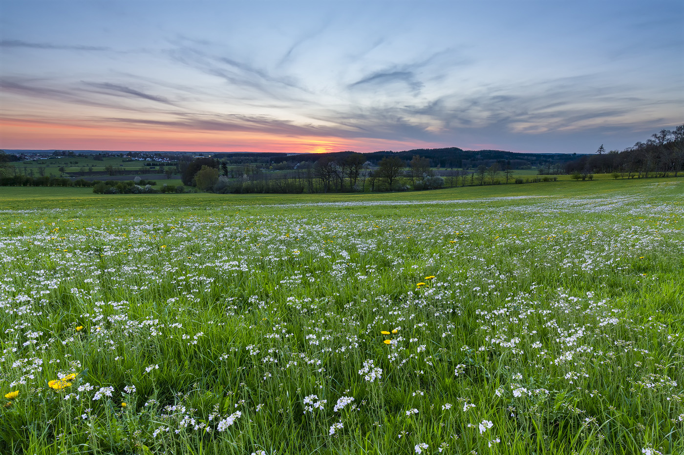 Wiesenschaumkraut