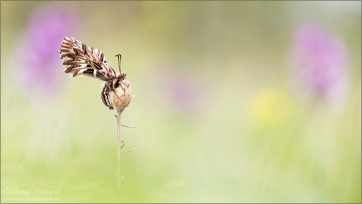 ~ auf der Orchideenwiese ~