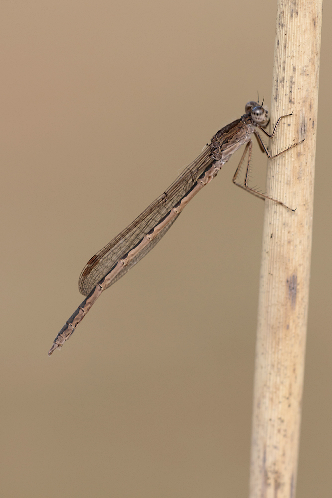 Sympecma paedisca