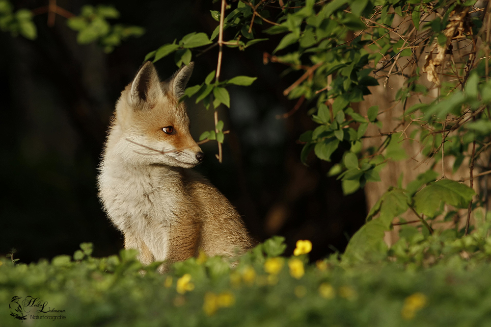 Der Fuchs im Großstadtrevier Welpe ca 8 Wo.