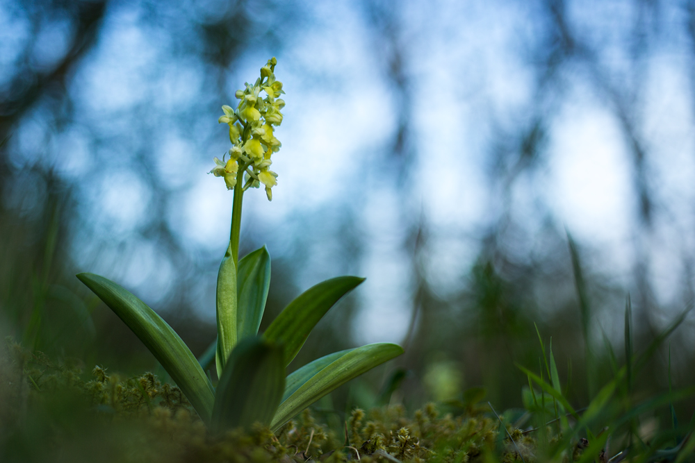 Blasses Knabenkraut (Orchis pallens)