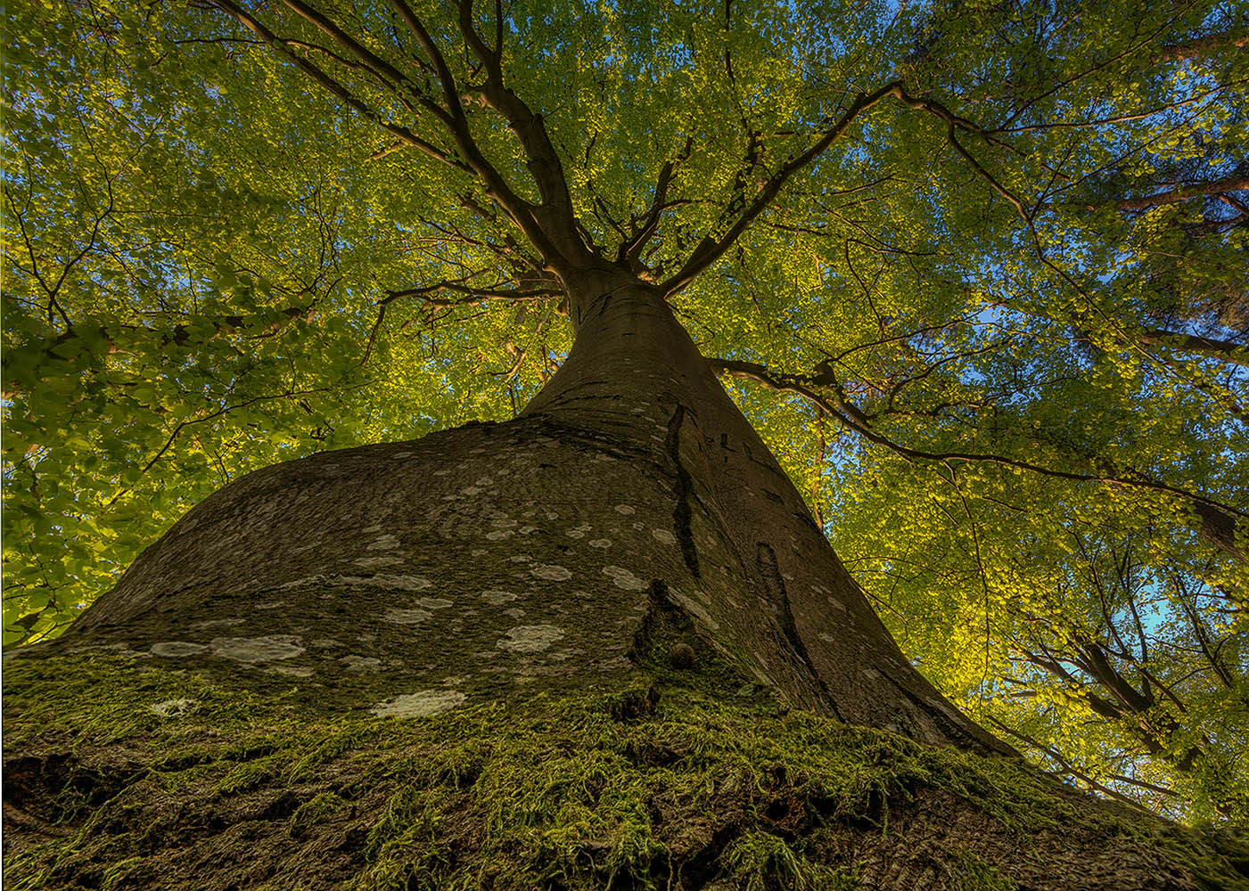 Mighty Beech