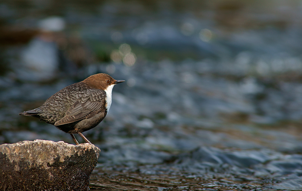 Wasseramsel