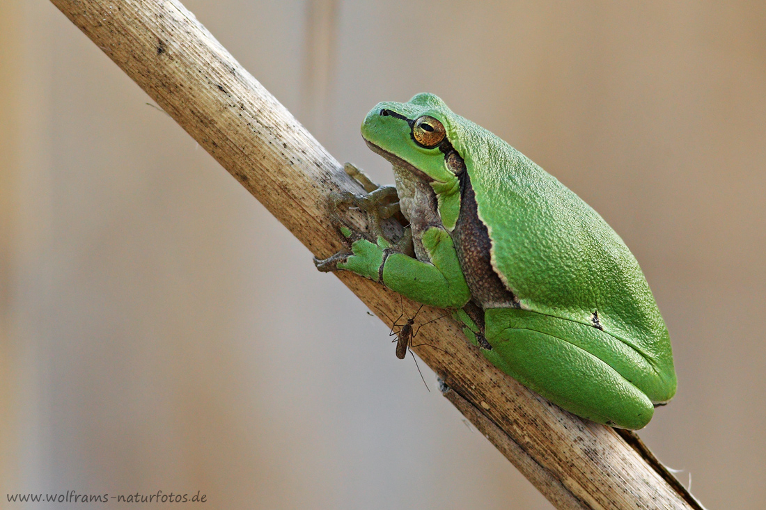 Laubfrosch mit Mücke