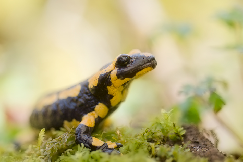 Salamander