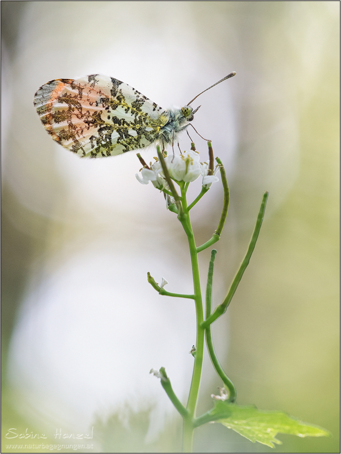 ~ anthocharis cardamines ~