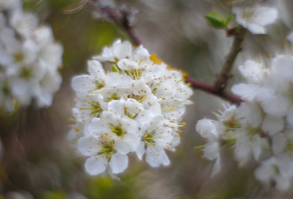 Schlehdorn in Blüte