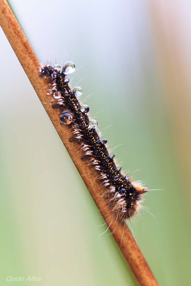 Grasglucke
