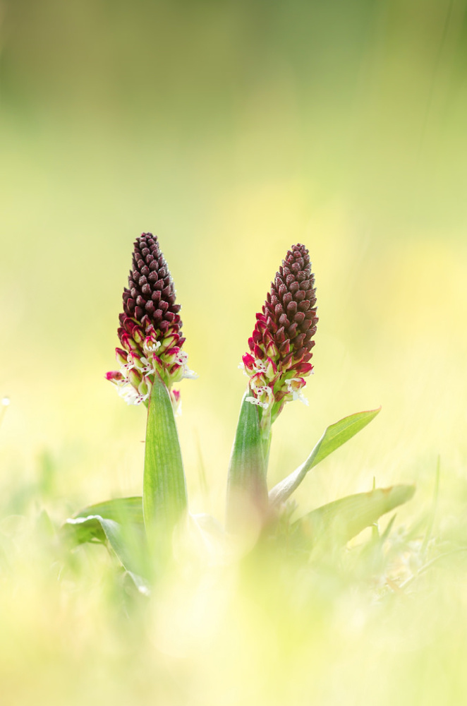 Orchis ustulata