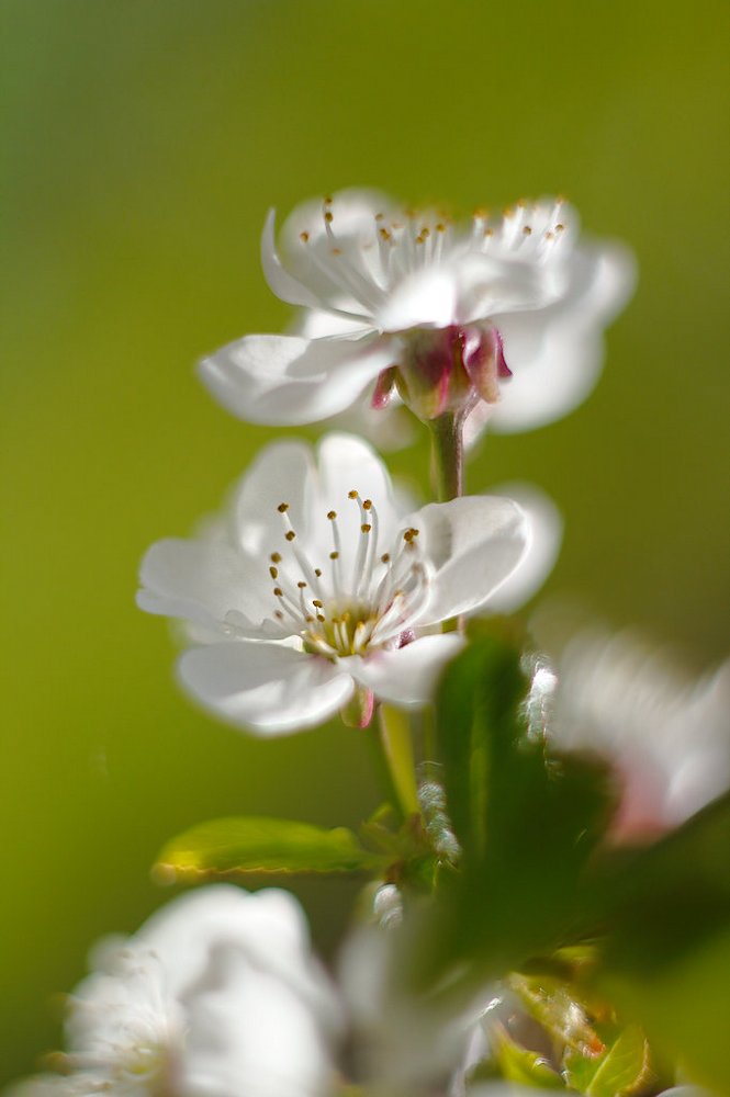 Birnenblüte