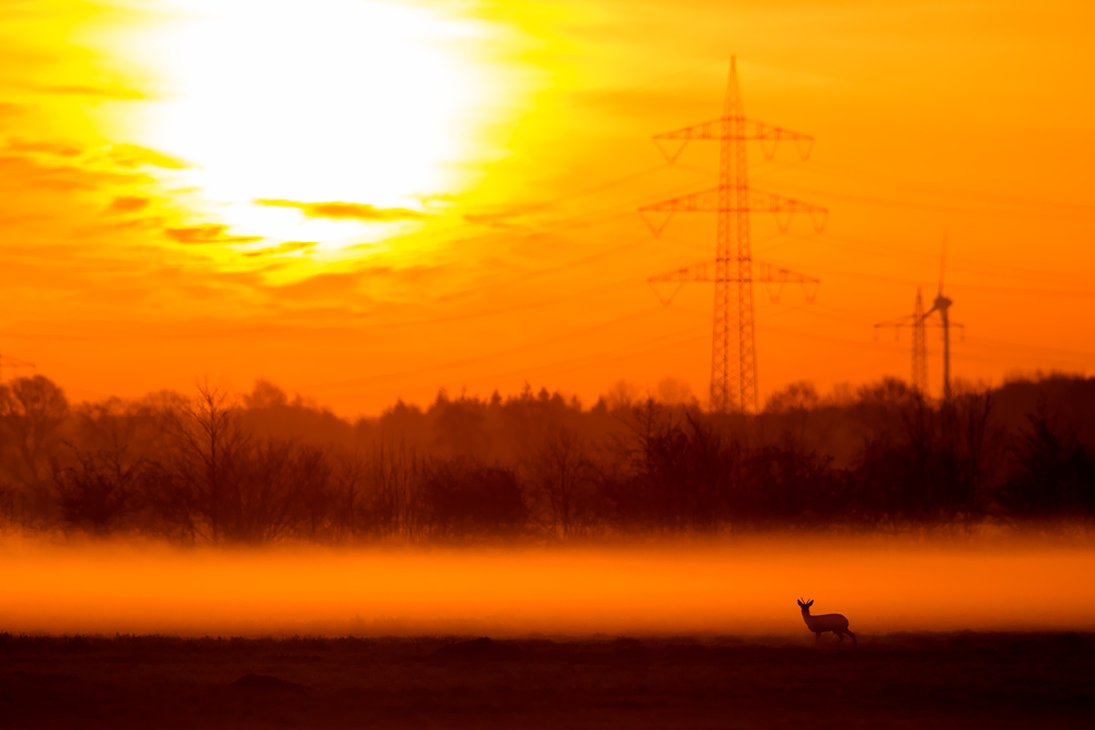 ~ Morgens im Moor ~