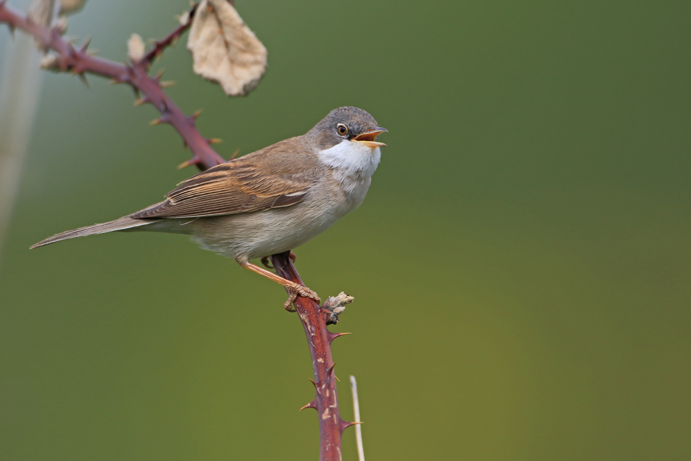 Dornenvogel